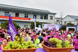 2018-08-12丁家山葡萄马_116