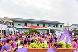 2018-08-12丁家山葡萄马_117