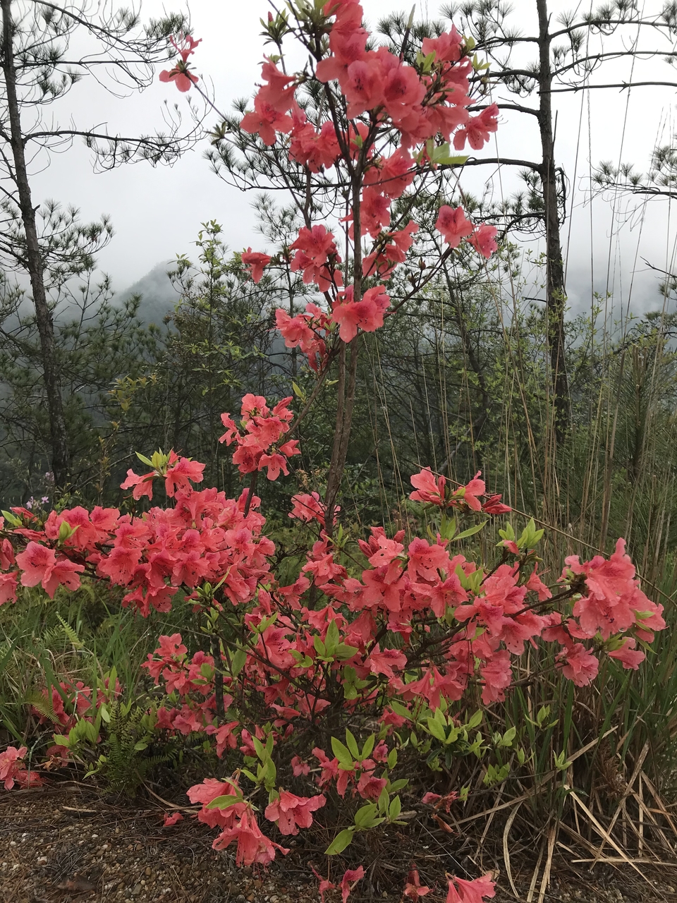 微信图片_20190416173340