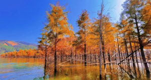 【12月21日】湖光“杉”色｜南平洲头岛醉美水上红杉、北坑村吊脚楼、谷园涂鸦艺术村纯玩一日游