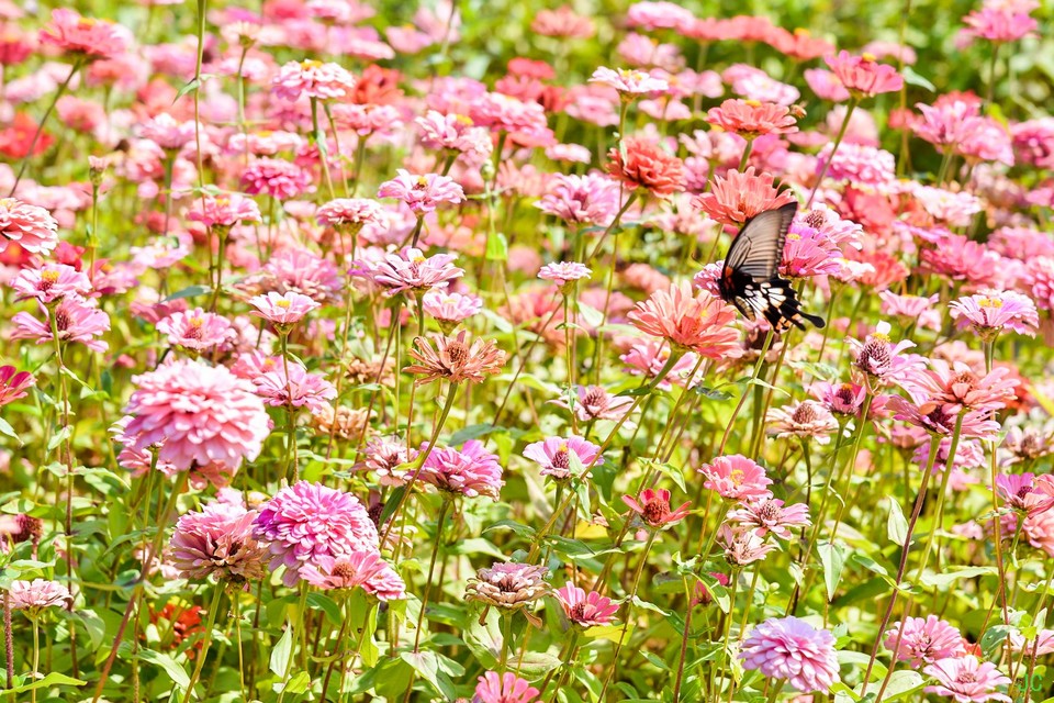 DSC_7221.JPG-47880620