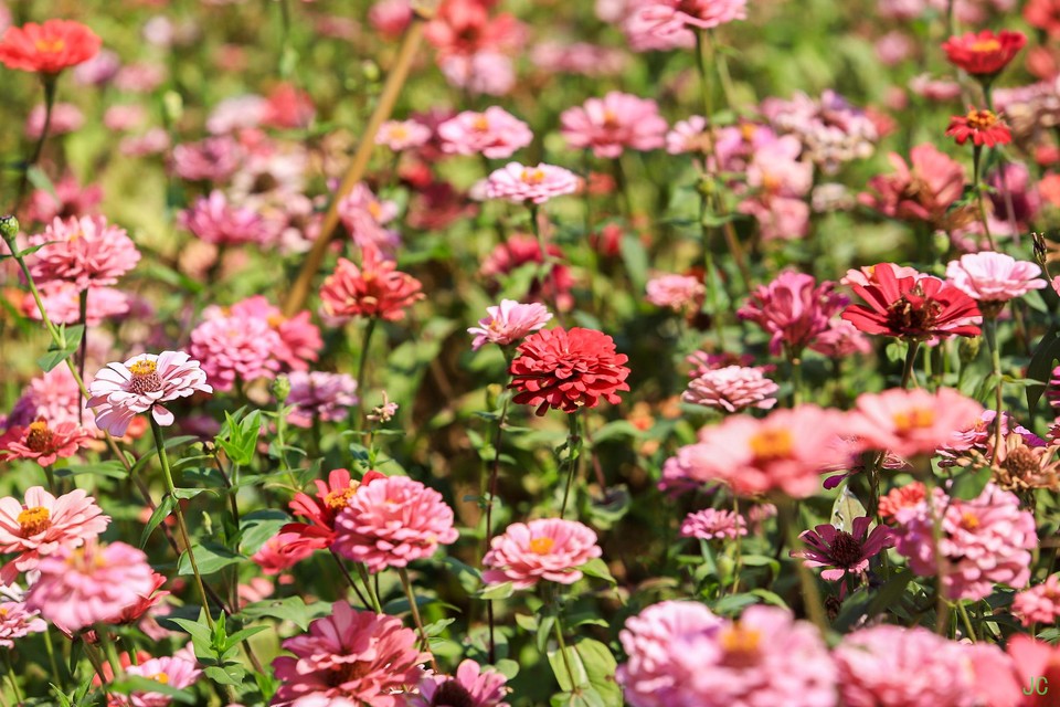 IMG_0387.JPG-47855705