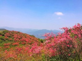 4.19【合岭村】|  不出杭州！这里的高山杜鹃终于开啦！打卡火爆综艺“蘑菇屋”！徒步千亩映山红！