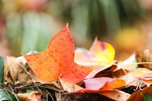 11.28 【江苏】天平山拍红枫，游玩木渎古镇，休闲拍照游。