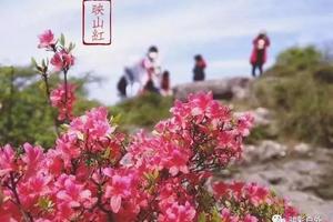 4.13【大岩岗】| 杜鹃花的绝佳观赏地！漫山遍野的映山红等你来拍照！