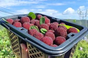 6.22【余姚杨梅】|  酸甜可口，一颗解烦忧，余姚杨梅开吃啦~