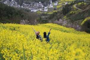 4月2日石潭油菜花 | 油菜花已开，我们的春天来啦~~~