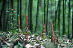 5.22【新昌牛鼻孔挖笋】 轻量徒步牛鼻孔环线！你的身材够顶吗？欢乐的挖笋时光等你来享受！