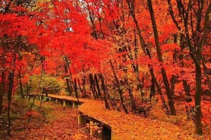 2024秋色中朝边境线-醉美丹东红叶-品质7天6晚