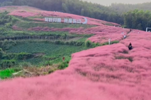 10.19【月宫山粉黛草】东山赏秋，感受铺面而来的粉黛草海洋！