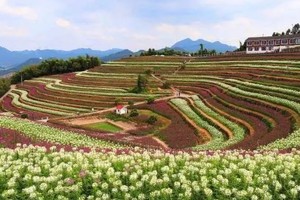 10.23【黑山顶】| 不出杭州！相约新晋网红打卡点，赏醉蝶花、百合花、小米穗，品农家菜