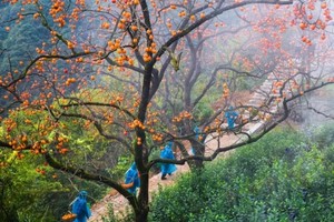 10.24【新昌】| 去看硕果累累的柿林与绵延不绝的梯田，拍摄绝美大片