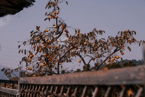 10.30【萧山柿里】游玩柿里，拍摄绝美大片