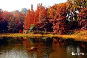 11.26【余杭】北湖草荡、大险西塘拍芦花，自带美食秋游野餐