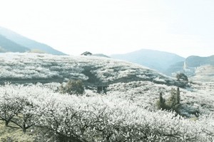 3.1【湖州】原乡小镇第七届西塞山梅花节