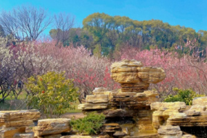 2月22日【无锡】邂逅无锡梅园，纵享最佳赏梅期 