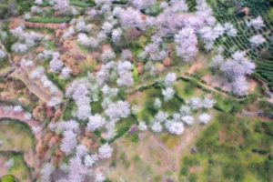  3.16【嵊州】清潭坑休闲徒步赏樱花，逛吃碳水王国嵊州一日
