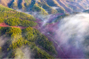 3.15【临安丨米积村】 花开临安 春色诱人 这里的樱花 美不胜收 艳上央视