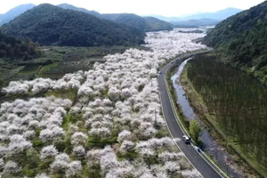 3月30日【绍兴】岭南樱花+覆卮山油菜花 | 这花花的世界~就是梦里的春天哪~