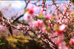 4.6【富阳】桃花源里觅桃仙，新登半山村一日游