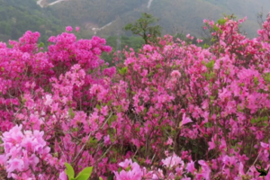 4.12【金峨山】|漫山遍野的紫色映山红，登山望远踏春而行