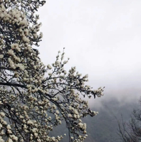 3月1日 赏嵊州白岩百年白玉兰，探访玄武岩奥秘，逛嵊州东前街小吃！