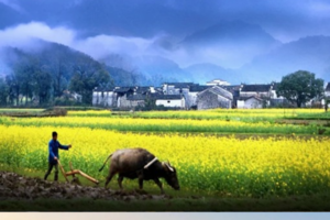 3.22-23【春天之旅】出发婺源篁岭，将春天一网打尽！