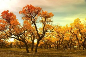 【黄金盛宴】2024邂逅额济纳胡杨林8天7晚