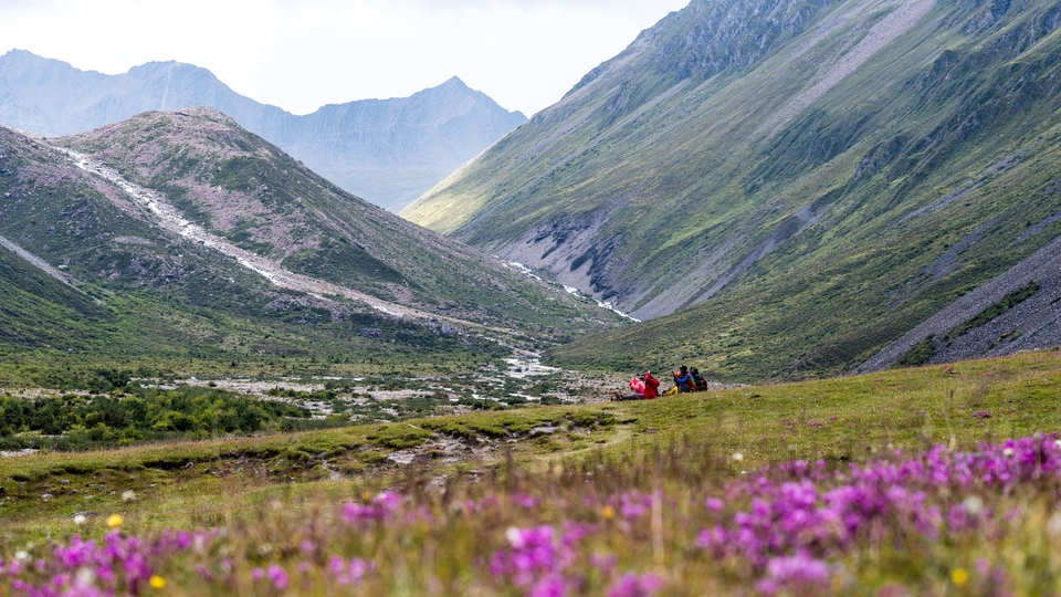 夏季草原遍地是花儿
