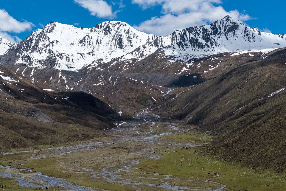 夏季牧场，水草肥美