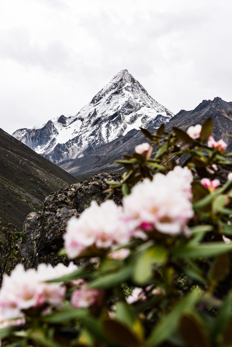 花丛中的小贡嘎