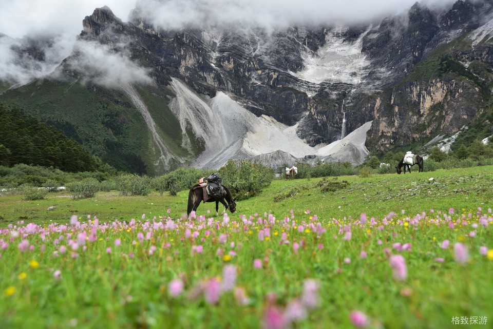 七月底，贡嘎扎则牛场的野花盛开。