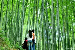 遇见山海 每周六/日【从化星溪线徒步】徒步穿越十里竹海 感受最美乡村小径~