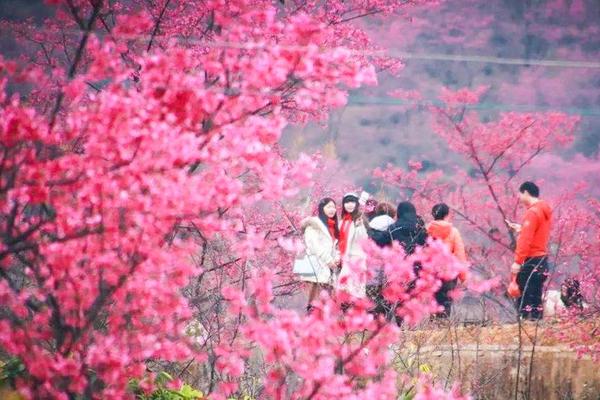 【广100樱花番外站1天】2025年1月19日“广100番外站”华南第四届樱花徒步节
