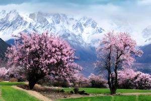 徒个中国【西藏林芝桃花8天徒步】4.8-4.15日成团