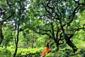广佛出发 每周六/日【绿光森林】增城古榄园乡村探幽、赏莲塘荷塘美景、尝特色烧鸡、增城“小九寨”白江湖溯溪戏水1天