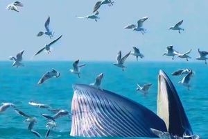 2人成团 每天出发/春节4期【北海涠洲岛4天】别让期待落空！赶紧预约专属北海涠洲岛观鲸，赴一场心灵之约（住银海阿萨卡酒店