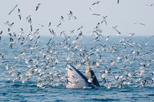 春节2期成行【20°C魅力广西】悠闲假日· 徒步浩坤湖，跨国德天瀑布，崇左田园峒那屿湾 ，北海涠洲岛，出海观鲸6天5晚