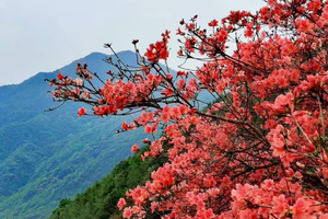 春日踏青计划【从化通天蜡烛1天】挑战从化十登通天蜡烛，赏漫天杜鹃花，拍户外大片