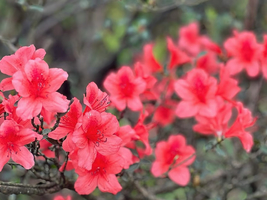 春日踏青计划【清远望军山赏杜鹃1天】又见满山映山红·登望军山赏百亩杜鹃花海、云海，赏心悦目