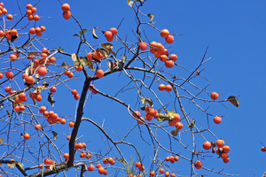 【谷柿丰收】桂峰村百亩柿子熟挂枝头，红红火火！“小龙脊”百亩梯田，稻浪涛涛！“小泸沽湖”碧波荡漾，悠然享受