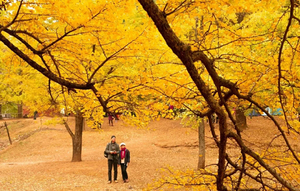 特价398【金秋桐子坳+十万株枫叶】行摄中国银杏第一村，漫步湘江大峡谷十万株枫叶林，入住零陵古城，感受千年古城魅力