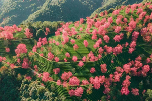 【金秋花事】无量山樱花谷-腾冲银杏村-瑞丽-芒市金银塔-热带雨林-奇幻热海-和顺古镇-柏联温泉-诺邓古村-巍山古城7日游