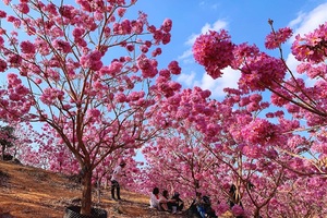 特价79！【冬影江门】花花世界！美拍千亩紫花风铃花海，行摄圭峰山百亩红枫，漫步石涧碧湖红水杉