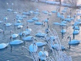 【绝色新疆-冬韵伊犁9日深度游】伊宁往返 赛里木湖 昭苏玉湖 天鹅泉 雾凇 库尔德宁 深度游