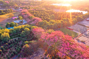 新线【每周三/四/六/日，特价98元】广东版的绝美“蓝眼泪”+广东莫奈花园花海盛开+任摘任吃沃柑+美味农家菜~