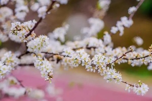 周末【从化梅花】桂峰飘雪·梅李绽放铺满山， 流溪香雪梅花胜似雪，打卡多巴胺欧式建筑8号仓流溪河奥莱小镇1天游！