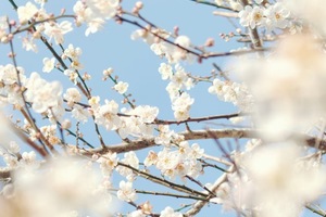 周末【从化十登丨第五峰桂峰山】山峦叠翠、桂峰山花海，探白色从化