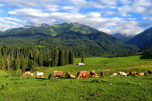 【绝色新疆·春季伊犁游 7日】2-6人团 那拉提草原 S101国防公里 赛里木湖 恰西 琼库什台 全景精品小团