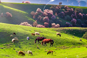 【绝色新疆-伊犁杏花 6日】2-8人 吐尔根 那拉提冰百合 大西沟杏花 独山子大峡谷 赛里木湖